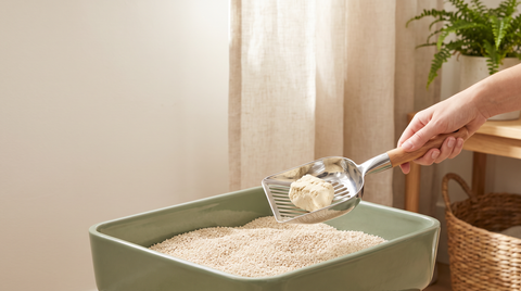 Clumping Cat Litter: How It Works and How to Pick One That Actually Clumps
