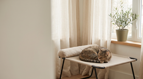 Elevated Cat Beds: Why Cats Sleep High (and How to Choose One)