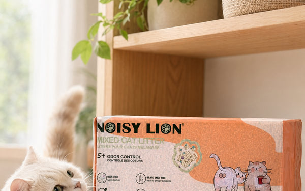 Noisy Lion cat litter in a small styled apartment — best litter for Canadian condos and apartments