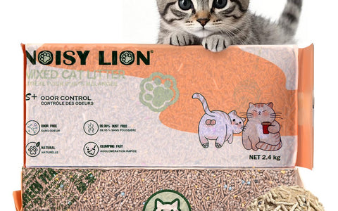 Bringing a New Cat Home: The First-Week Setup That Prevents Problems