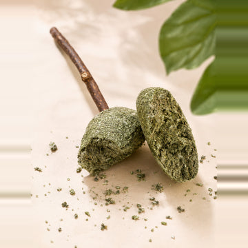 Catnip Lollipop Cat Toy — pressed catnip and silvervine head on a natural silvervine stick, with loose catnip