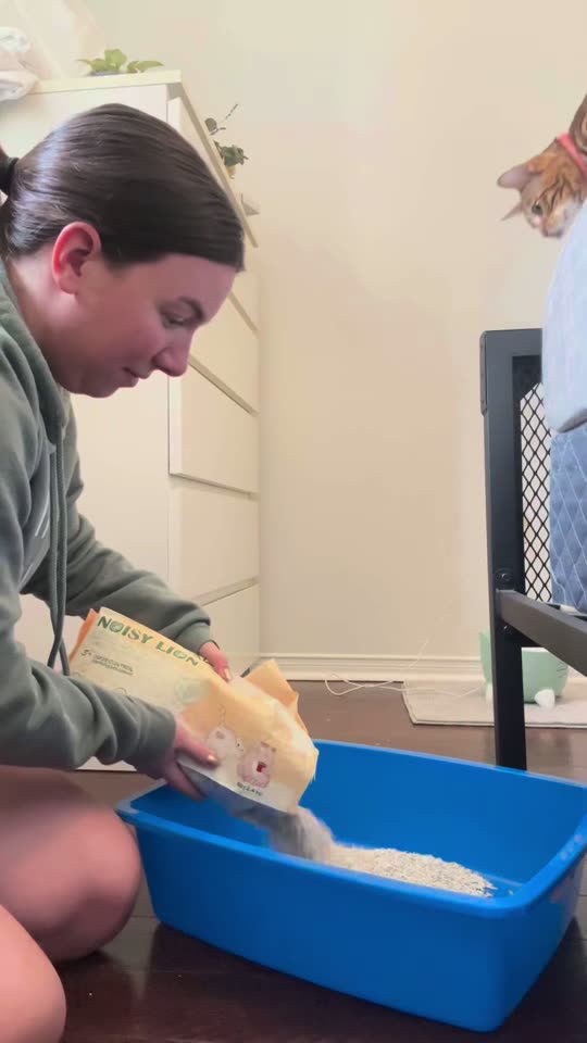 Jinxy watches from a shelf as her owner pours Noisy Lion litter into a fresh litter box