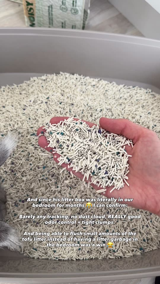 A hand holds tofu litter granules, then Mason steps into his litter box